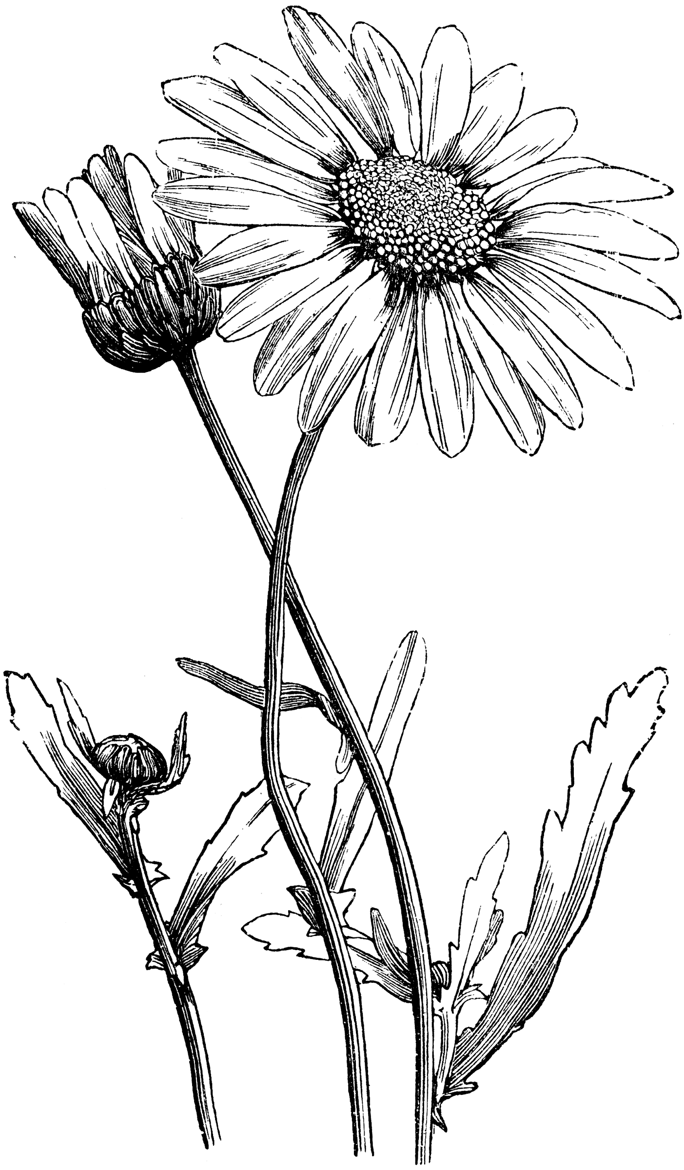 Realistic flower drawings black and white