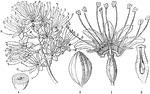 "Combretum (or Poivrea) purpureum. 1. a flower cut open; 2. a section of the ovary." -Lindley, 1853