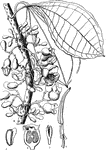 "1. Medinilla macrocarpa; 2. stamens of M. radicans; 3. perpendicular section of its ovary; 4. a section of its seed; 5. embryo." -Lindley. 1853