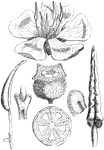 "Melastoma polyanthum. 1. flower; 2, 2. stamens; 3. base of anther; 4. fruit; 5. section of ditto; 6. seed." -Lindley. 1853