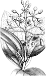 Medinilla Sieboldiana is a flowering plant of the Melastomataceae family.