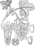 "Ribes rubrum. 1. perpendicular section of a flower; 2. cross section of the ovary; 3. seed; 4. a perpendicular section of it." -Lindley, 1853