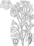 "Columellia oblonga. 1. a flower; 2. half an ovary; 3. a fruit." -Lindley, 1853