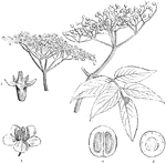 "Sambucus nigra; 1. a flower; 2. a young pistil; 3. a cross section of its ovary; 4. a perpendicular section of the fruit." -Lindley, 1853