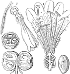 "1. flower of Linnaea borealis; 2. the same cut open and showing the interior of the ovary; 3. a cross section of the ovary." -Lindley, 1853