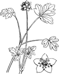 The flower and plant of the moschatel or Adoxa moschatellina, a flowering plant in the Adoxaceae family.