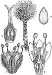 "Brunia japonica. 1. a flower; 2. a perpendicular section of the pistil; 3. a head of fruit; 4. a section of a seed." -Lindley, 1853