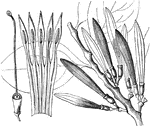 "Loranthus memecylifolius. 1. corolla laid open; 2. ovary, &c." -Lindley, 1853