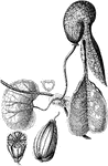 "Aristolochia galeata. 1. fruit of an Aristolochia; 2. cross section of it; 3. half its seed." -Lindley, 1853