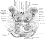 Section through the lower part of the human pons varolii immediately above the medulla.