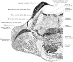 Section through the pons varolii at the level of the nuclei of the trigeminal nerve in an orangoutang.