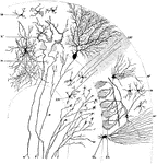 Transverse section through a cerebellar folium. Labels: A, axon of cell Purkinje; F, moss fibers; K and K', fibers from the white core of folium ending in molecular layer in connection with the dendrites of the cells of Purkinje; M, small cell of the molecular layer; GR, granule cell; M1, basket cell; ZK, basket work around the cells of Purkinje; GL, neuroglial cell; N, axon of an association cell.