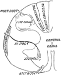 Diagram if the spinal origin of the spinal accessory nerve.