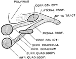 Diagram of the roots of the optic nerve.