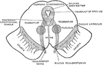 Diagrammatic view of the cut surface of a transverse section through the upper part of the mesencephalon.
