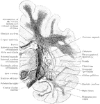 Coronal section through the cerebrum of an orangoutang passing through the subthalamic tegmental region.