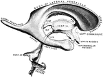 Cast of the ventricles of the brain. Labels" R.SP., recessus suprapinealis; R.P., recessus pinealis inferius; A.S., aqueduct of Sylvius; F.M., foramen of Monro.