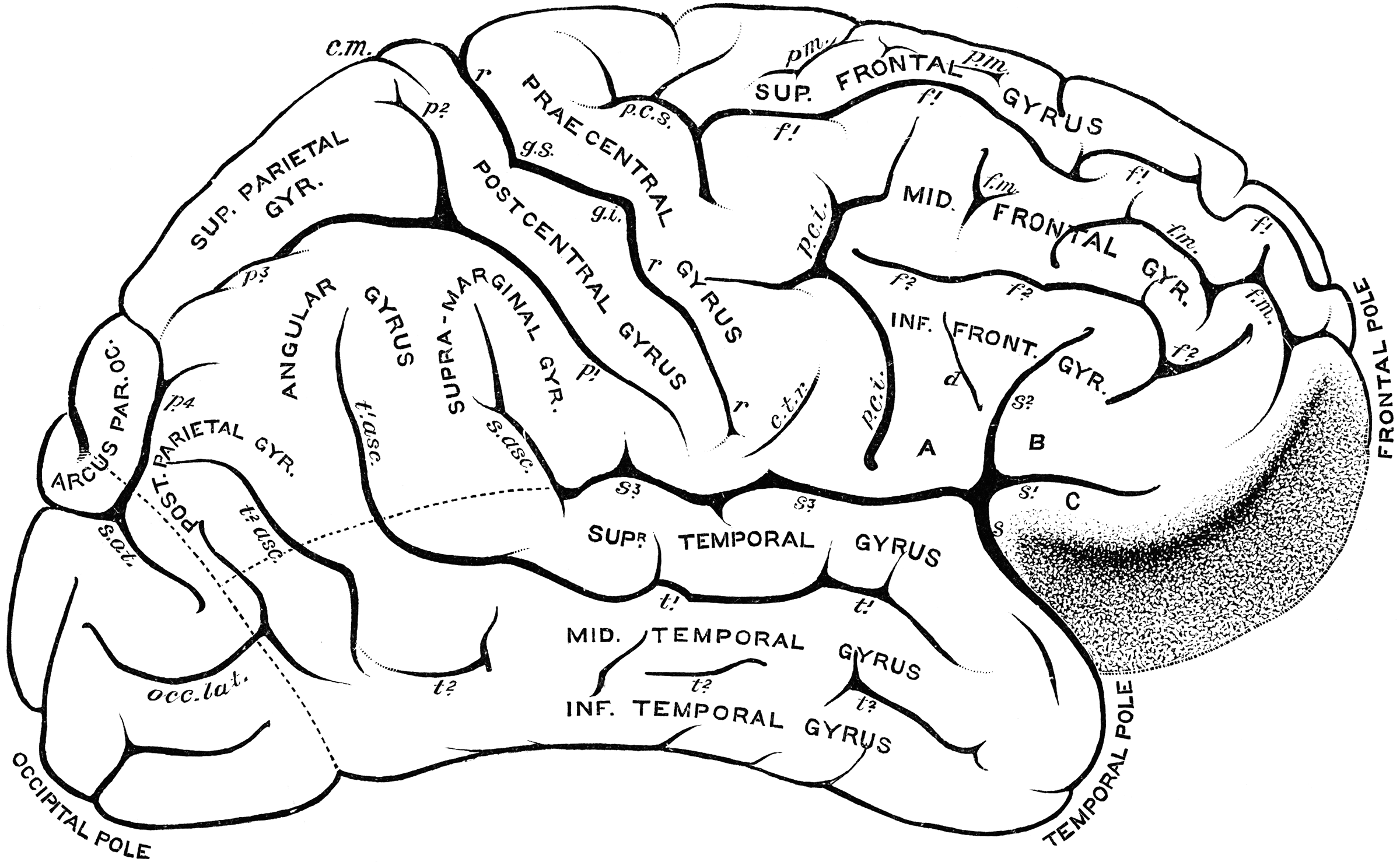 Извилины брюс. Sulci and gyri. Рисунок мозга с извилинами. Прецентральной извилине головного мозга. Мозг с одной извилиной.