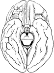 The gyri and sulci on the tentorial and orbital aspects of the cerebral hemispheres.