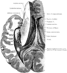 Dissection, to show the fornix and the posterior and descending cornua of the lateral ventricle of the left side.