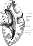 Dissection, to show the posterior and descending cornua of the lateral ventricle. Labels: B.G., Giacomini's band; F.D., gyrus dentatus; F, fimbria; H.C., hippocampal convolution.