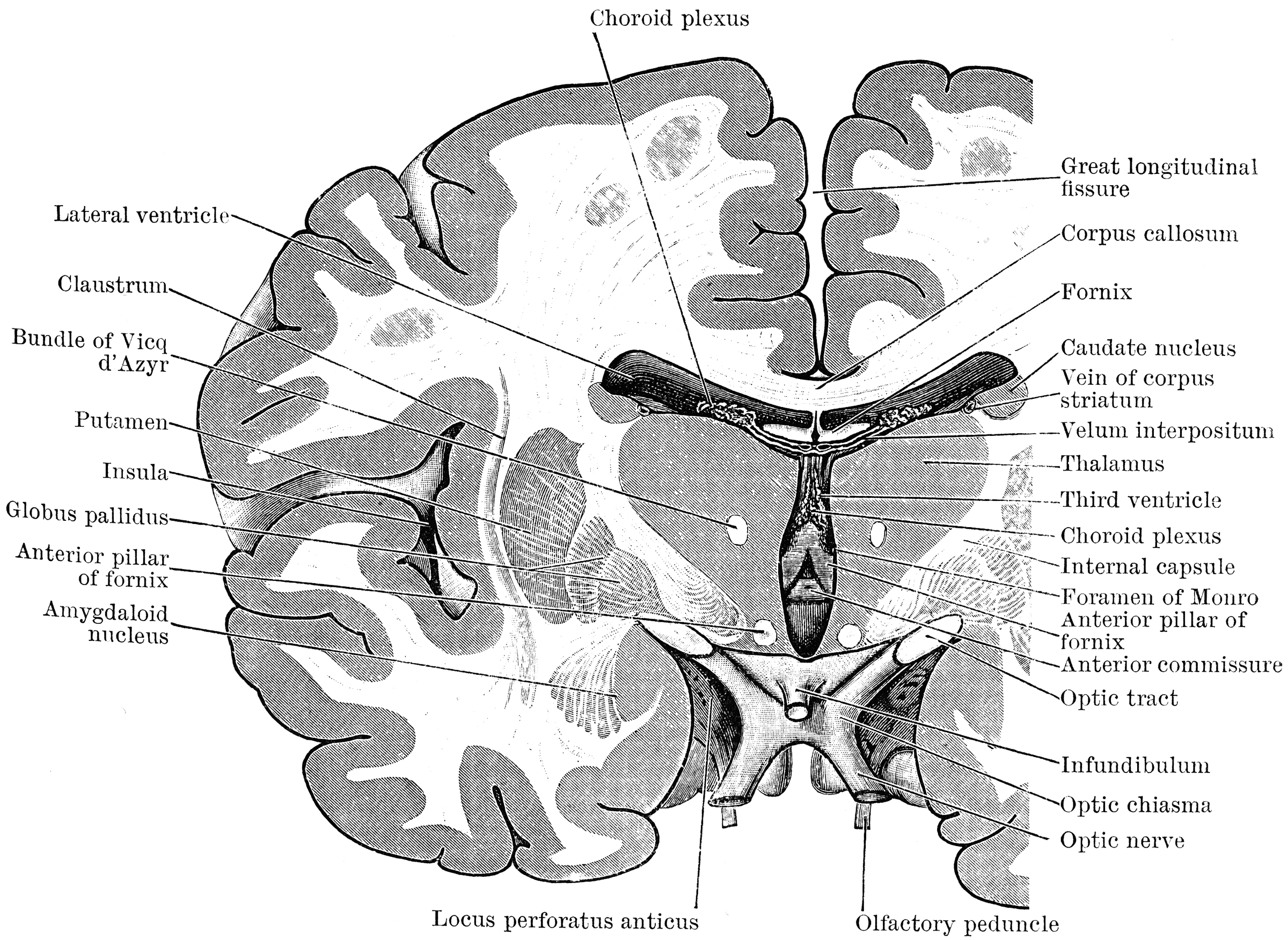 Coronal Section Through the Cerebrum | ClipArt ETC