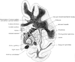 Coronal section through the left side of the cerebrum of an orangoutang. The section passes through the middle of the lenticular nucleus.