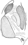 Diagrammatic representation of the internal capsule (as seen in horizontal section).