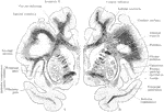 Two coronal sections through the cerebral hemisphere of an orangoutang, in the plan of the anterior commissure. A, Section through the left hemisphere n a plane a short distance behind B, which is a section through the right hemisphere.