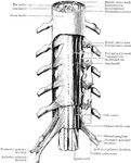 Scheme of the arrangement of the membranes of the spinal cord and the roots of the spinal nerves.
