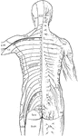 The distribution of the cutaneous nerves on the back of the trunk. On one side the distribution of the several nerves is represented, the letters indicating their nomenclature. Labels: G.O (C.2), great occipital; C.3, least occipital; T.1, et seq., posterior primary division of thoracic nerves; L.1, et seq., posterior primary divisions of first three lumbar nerves; S.1, et seq., posterior primary division of sacral nerves; Acr, acromial branches from cervical plexus; T.2-12, lateral branches of nerve; E.C, external cutaneous nerve; S.Sc, small sciatic nerve. One the other side a schematic representation is given of the areas supplied by the above nerves, the numeral indicating the spinal origin of the branches of distribution to each area.