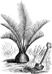 Arrowroot, or obedience plant (Maranta arundinacea), is a large perennial herb of genus Maranta found in rainforest habitats. Arrowroot is also the name of the edible starch from the rhizomes (rootstock) of West Indian arrowroot.