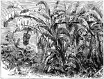 An illustration of a large banana plant. Banana is the common name for a fruit and also the herbaceous plants of the genus Musa which produce this commonly eaten fruit. They are native to the tropical region of Southeast Asia. Bananas are likely to have been first domesticated in Papua New Guinea. Today, they are cultivated throughout the tropics.