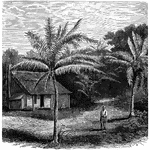 An illustration of a small cabin surrounded by palm trees.