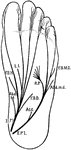 Scheme of distribution of the plantar nerves. Labels: I.P1, internal plantar nerve, and its cutaneous and muscular branches; F.B.D, flexor brevis digitorum; Abd.H, abductor hallucis; F.B.H., flexor brevis hallucis; L.I., first lumbricalis; E.Pl., external plantar nerve, and its cutaneous and muscular branches; Acc., accessorius, Abd.m.d, abductor minimi digiti; F.B.M.D, flexor brevis minimi digiti; R.P., ramus profundus.