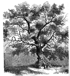 The Charter Oak at Hartford, Connecticut