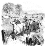 Woman herding cattle away from British soldiers.