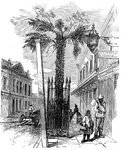 A palmetto tree in Charleston, South Carolina.