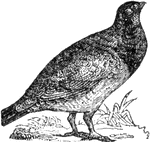 The Canadian Grouse is peculiar to the U.S. continent (Smiley, 1839).
