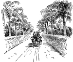 A drawing of a road in Honolulu in the early 1900's.