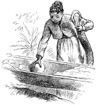 An illustration of a woman filling a tipiti, a plaited cylinder used to squeeze the prussic acid from the grated cassava pulp.