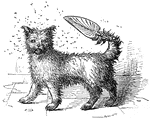 An illustration of a small dog holding a fan with its tail.