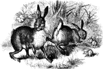 Rabbits are small mammals in the family Leporidae of the order Lagomorpha, found in several parts of the world. There are seven different genera in the family classified as rabbits.