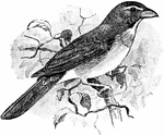 The Saltator magnus is an American songbird in the cardinal family.
