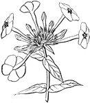 "Flowers of Phlox drummondii showing salver-shaped corolla." -Whitney, 1911