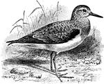 "Sanderling (Calidris arenaria), in breeding plumage." -Whitney, 1911