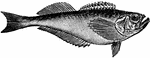 Trichodon trichodon is a species of fish in the Gonorynchidae family.