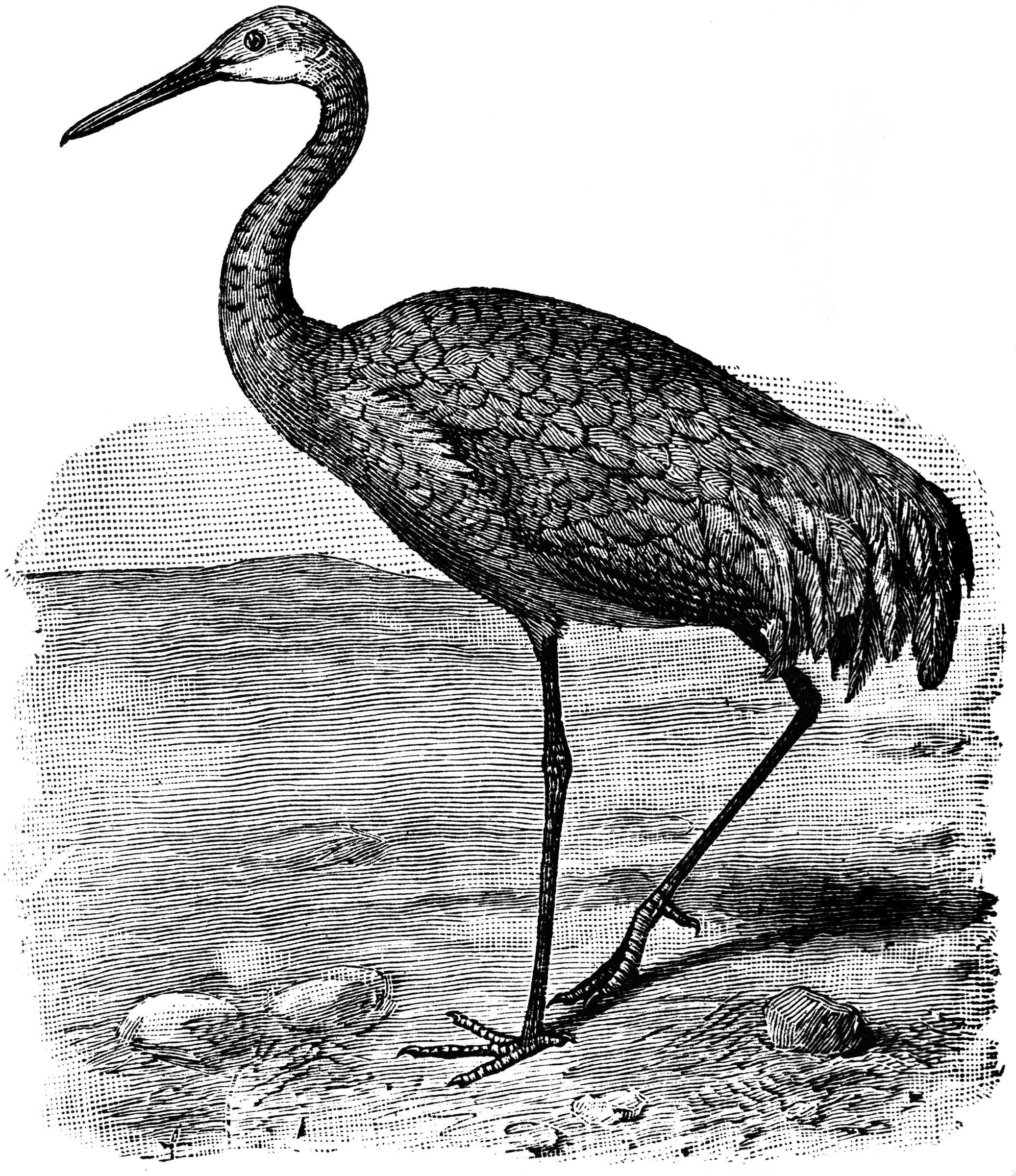 Crane engraving