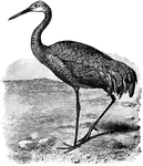 Common in Florida, the sandhill crane (Grus canadensis) is a large bird with a wingspan of up to seven feet. As an adult, it has a distinct red spot on its head and face.
