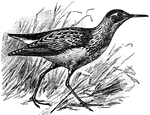 The pectoral sandpiper, Calidris melanotos (or Actodromas maculata) is a small wading bird of the Scolopacidae family.